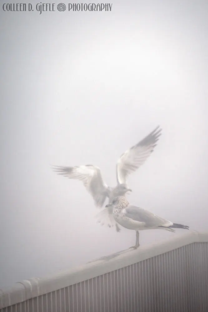 Seagulls in fog 1
